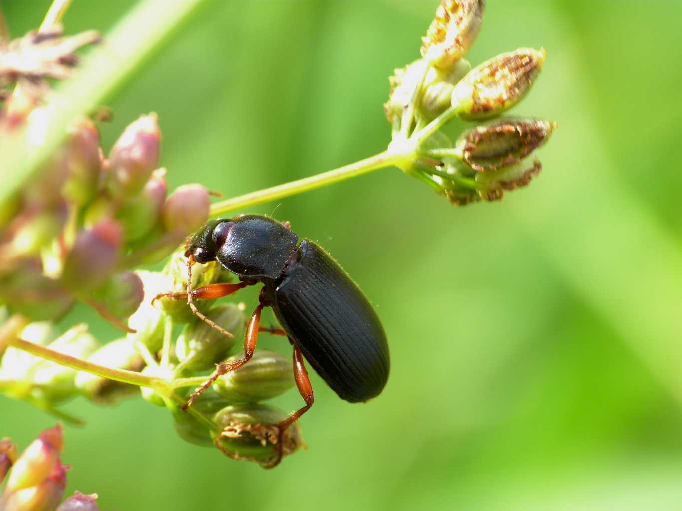 Ophonus incisus che preleva semi di finocchio